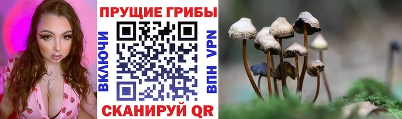 Галлюциногенные грибы Psilocybine cubensis  Шиханы 
